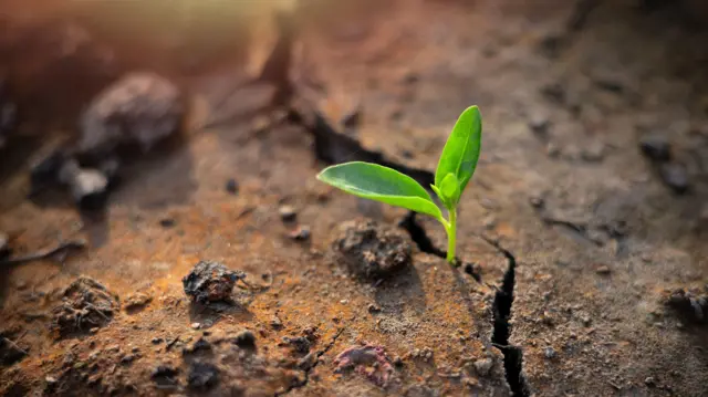 महाराष्ट्राच्या एकूण भौगोलिक क्षेत्रापैकी 45 टक्के क्षेेत्रावर वाळवंटीकरणाची प्रक्रिया सुरू झालेली आहे, असं इस्रोच्या 2021 सालच्या अभ्यासातून समोर आलं होतं