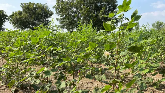 कापसाचं शेत