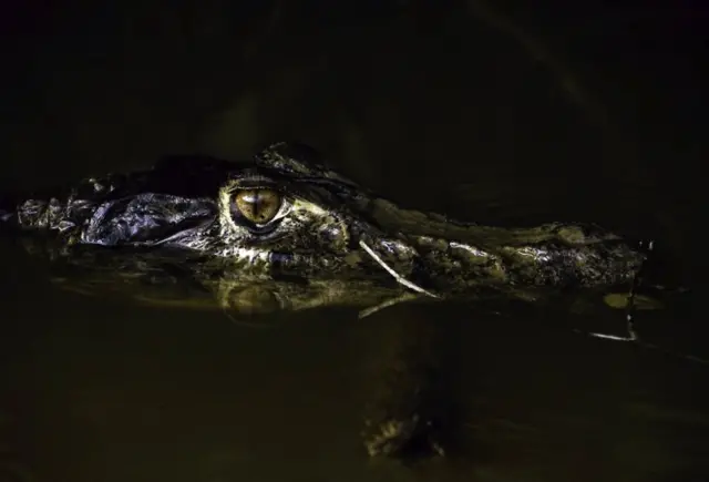 Um jacaré-açu, o maior predador da bacia amazônica, permanecegalera bet bônus cassinoum lago no Parque Nacional Yasuni do Equador