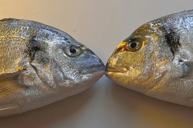 Cudurka Trimethylaminuria, waxaa sabababa inuu jirka awoodi waayo in kiimikada urta badan ee loo yaqaan trimethylamine u beddeli waayo kiimiko kale oo aan ureynin.