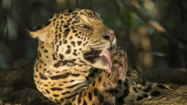 Onça-pintada lambe as próprias patas