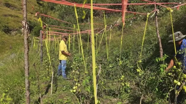 Caption- கடந்த ஆண்டு பொதுமுடக்கத்திற்குப்பிறகு ஊர் திரும்பியுள்ள குட்டு தேவ்ராஜ் (மஞ்சள் சட்டை அணிந்தவர்), பல ஆண்டுகளாக தரிசாகக் கிடக்கும் தனது வயல்களை சீர்செய்வதில் மும்முரமாக ஈடுபட்டுள்ளார்.