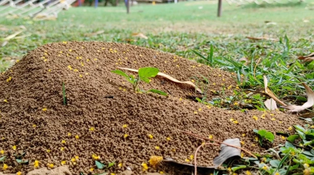 چیونٹیوں کی کالونی