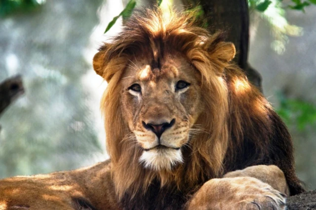 Shaqaaluhu waxay sheegeen inay tabi doonaan Nyack