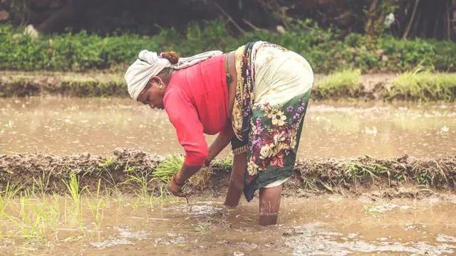 Plantación de arroz