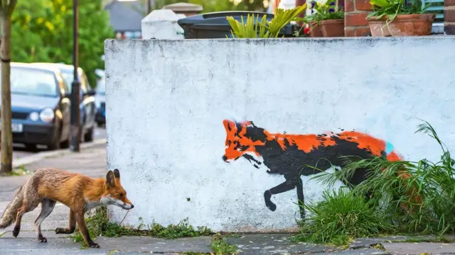 Urban fox