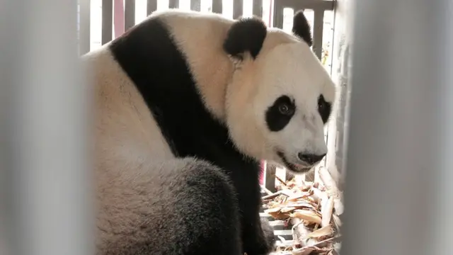 Panda