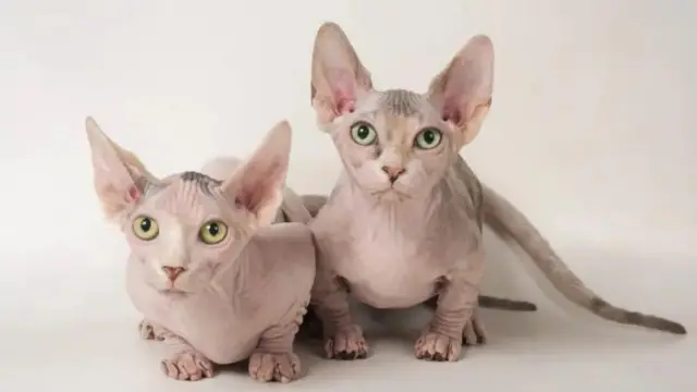Кішки породи бамбіно начисто позбавлені шерсті