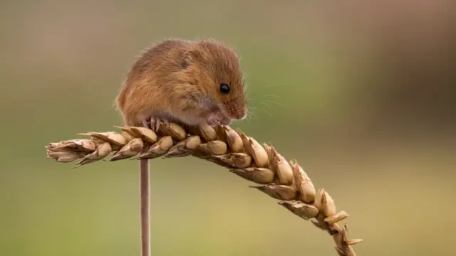 Мышь на колосе пщеницы