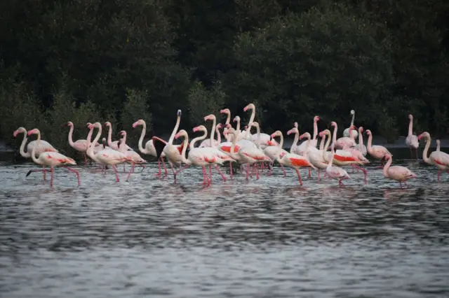 ठाणे खाडीतील फ्लेमिंगो