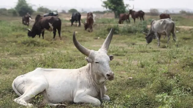 cows dey chop, one siddon dey rest