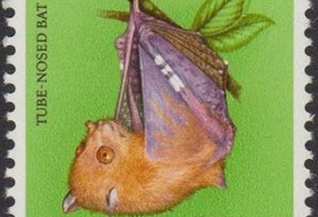 Yoda fruit bat officially recognised as new species BBC News