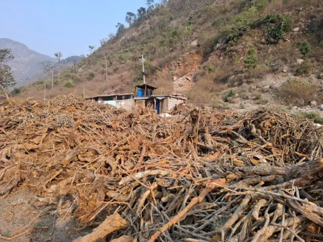 चुत्रोको बोटको थुप्रो 