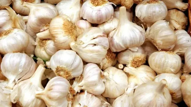 બીબીસી ગુજરાતી, ગુજરાત, બીબીસી, અમદાવાદ, લસણ, ઇતિહાસ, હેલ્થ, સ્વાસ્થ્ય