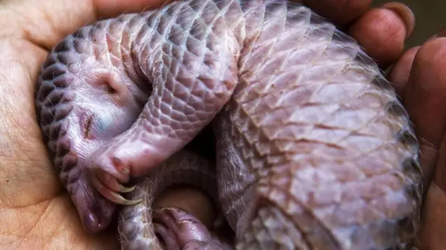 ตัวอ่อนของตัวนิ่ม