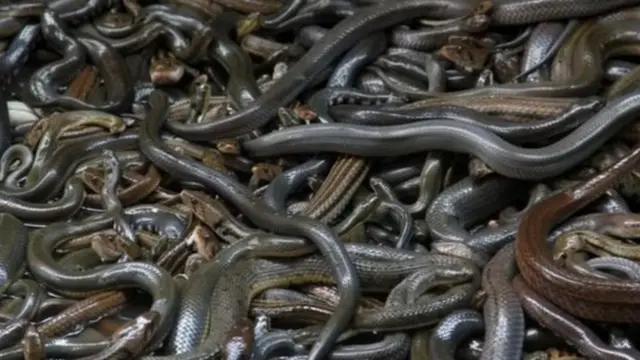 প্রতিবছর বাংলাদেশে গড়ে ১শ মানুষ বিষধর সাপের দংশনের শিকার হন।