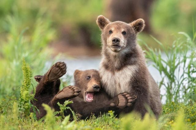 两只熊，一只玩耍一只傻坐