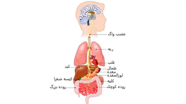 عصب واگ