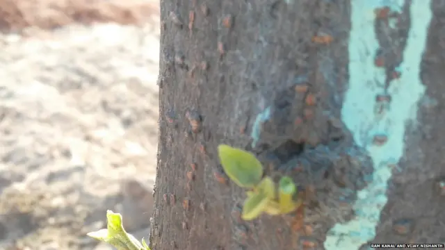 ਦਰਖ਼ਤਾਂ ਦਾ ਟਰਾਂਸਪਲਾਂਟ