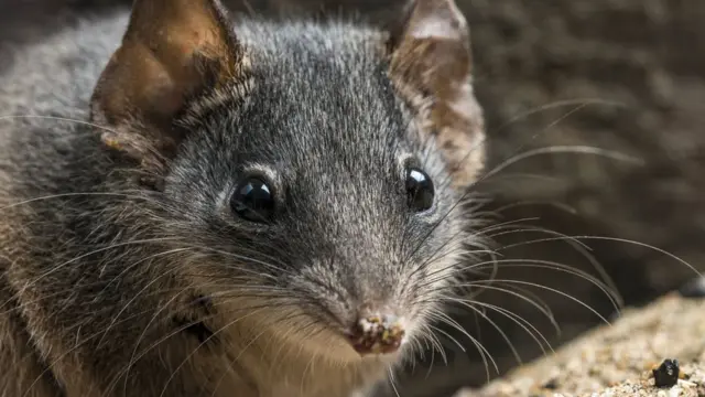 Un marsupial antechinus