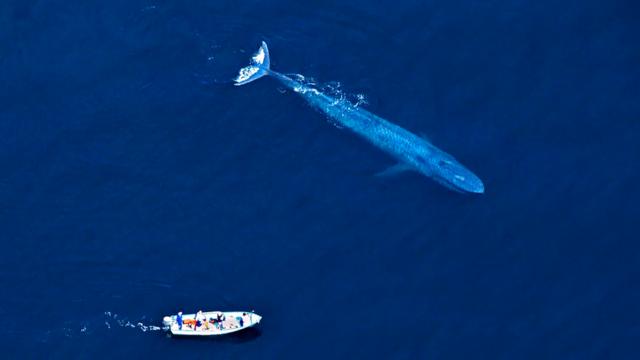 Если катер нанесет повреждение синему киту, должно ли наказание быть соизмеримым с ценностью этого животного для экосистемы?
