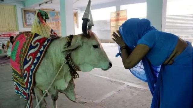 ভারতে গরুকে পুজা করেন হিন্দু ধর্মাবলম্বীরা