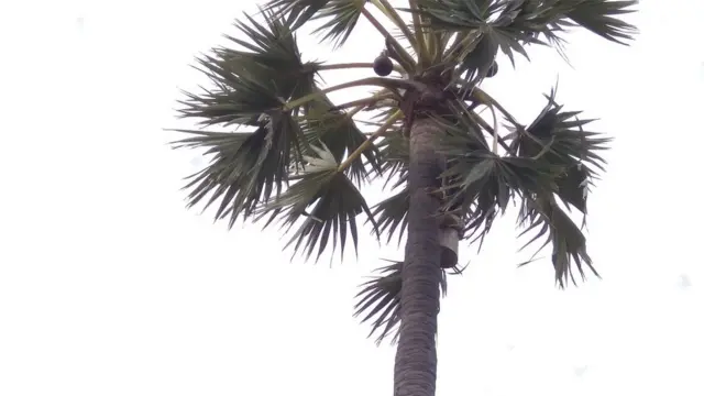 பதநீர் விற்பதால் கிடைக்கும் வருமானத்தில் பள்ளியை பராமரிக்கும் கிராம மக்கள்