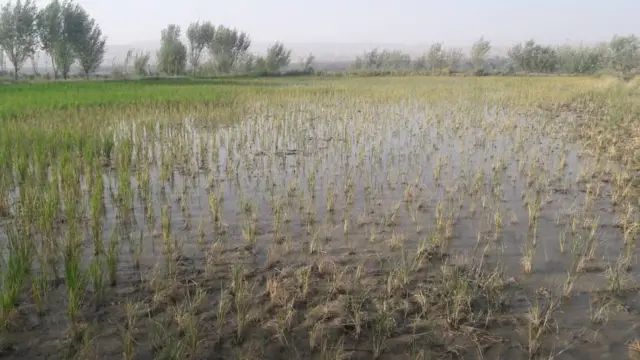 ځايي اوسېدونکي وايي، مالګینو اوبه یې کروندې شنډې کړې