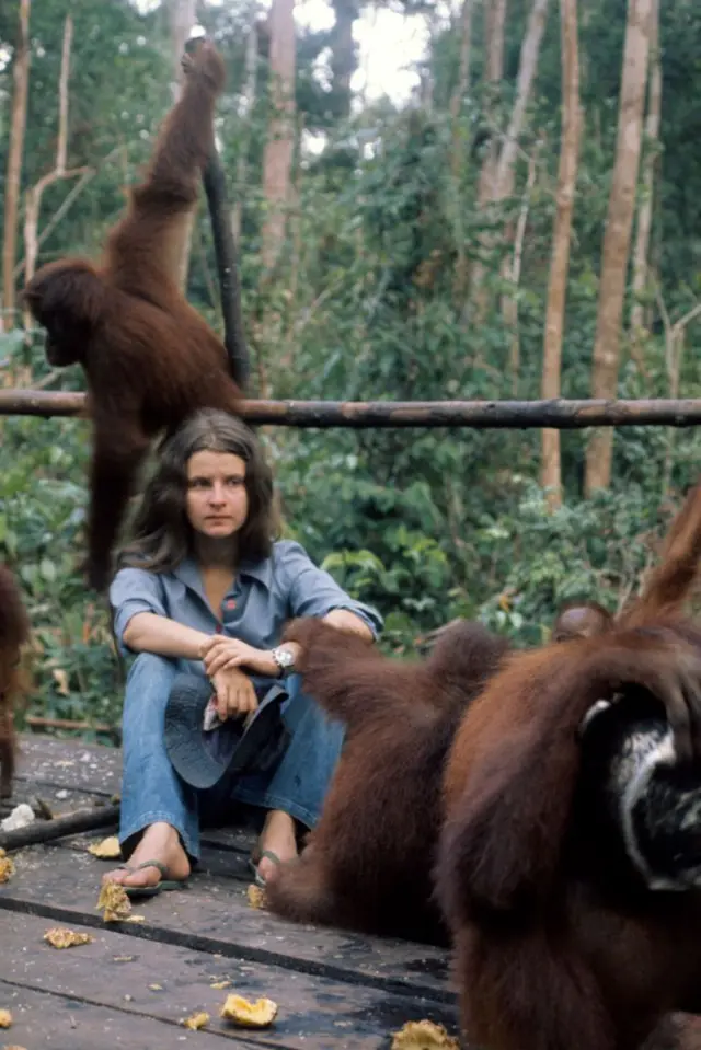 Birute Mary Galdikas, orang utan