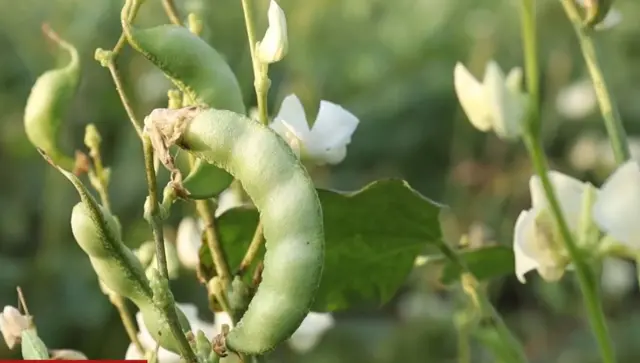 ઊધિયું, પાપડી કતારગામ પાપડી સુરત બીબીસી ગુજરાતી ખેતી ખેતર ખેડૂત પાક પાણી વરસાદ ખેડ ટ્રૅક્ટર, જમીન નવસારી કૃષિ યુનિવર્સિટી ગુજરાત ન્યૂઝ સમાચાર ઓલપાડ વ્યારા દક્ષિણ ગુજરાત નવસારી, વલસાડ