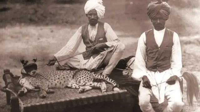 ਚੀਤੇ ਨੂੰ ਨਾਰੀਅਲ ਦੇ ਬਾਣ ਦੇ ਮੰਜੇ 'ਤੇ ਸੁਆਇਆ ਜਾਂਦਾ ਸੀ ਅਤੇ ਦੋ ਜਣੇ ਉਸ ਦੀ ਪਿੱਠ ਪਲੋਸਦੇ ਰਹਿੰਦੇ