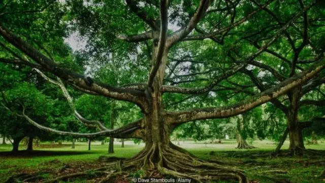 Ficus religiosa