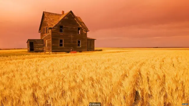 गेहूं की फसल