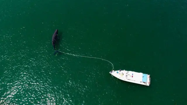 paus terdampar di Aceh