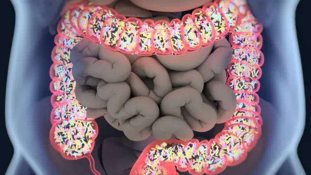 Representação 3D do microbioma no intestino.