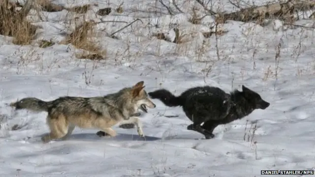 कुत्तों से दोस्ती