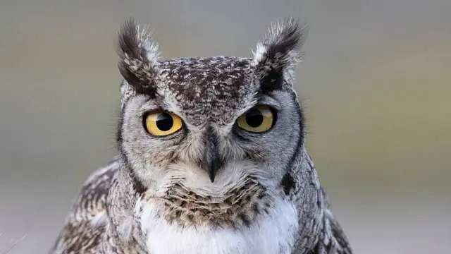 Un tucúquere (Bubo magellanicus) mirando a la cámara