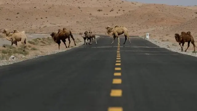 பட்டுப்பாதை கார் பந்தயம்