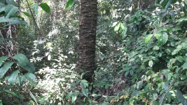 Ime ọhịa dị n'obodo