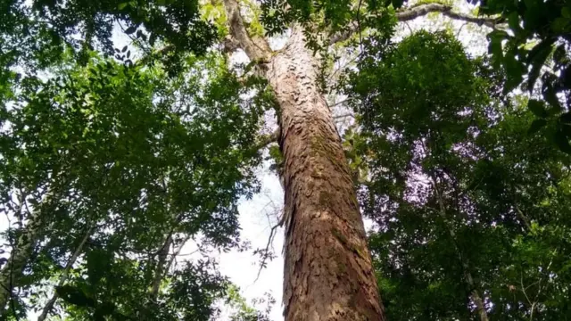 Árvore mais alta da Amazônia