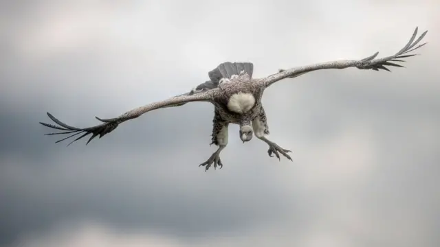 Гриф Рюппелля (Gyps rueppellii)