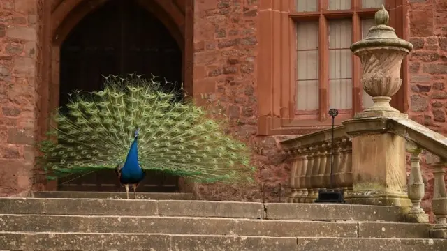 波伊斯城堡的孔雀