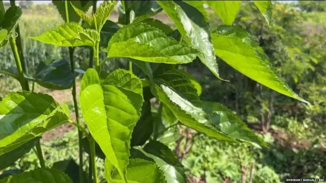 चारा नियोजन