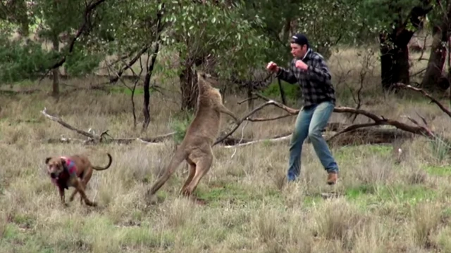 ऑस्ट्रेलिया के जंगल में कंगारू