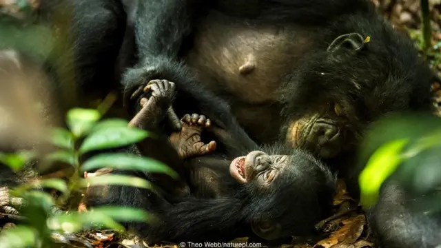 A female bonobo (Pan paniscus) tickles her baby