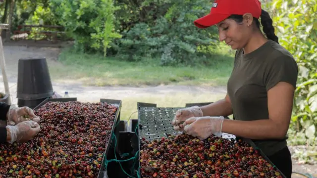 Trabajadora de café en Caldas.