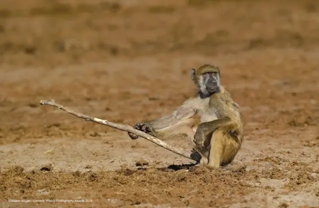 ‘ምግፋፍ ዓሳ’