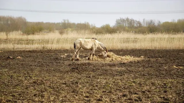 Cavalo magro procura pasto para se alimentar em um solo quase sem vegetação