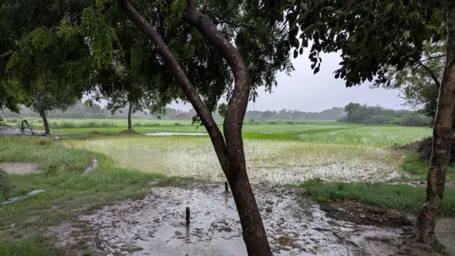 दलित हिंसा