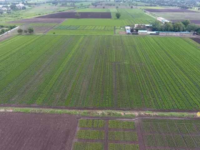 ગુજરાતી, ગુજરાત, મગફળી, મગફળીની નવી જાતો, મગફળીનું વાવેતર, ખેતી, ગુજરાતમાં વાવેતર વિસ્તાર, જૂનાગઢ કૃષિ યુનિવર્સિટી, મગફળીનું તેલ, સંકરણ, પરાગનયન, ફૂલ, મગફળીના ફૂલ, જૂનાગઢ, જૂનાગઢ કૃષિ યુનિવર્સિટી, ગિરનાર-૪ મગફળી, બીટી-૩૨ મગફળી, ૨૦-નંબર મગફળી, 39 નંબર મગફળી 